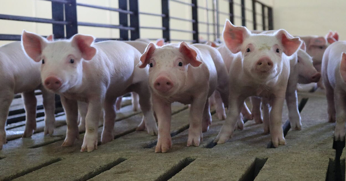 curious piglets in the barn