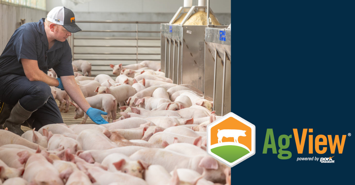 Pig producer with young pigs and Save the Date for AgView Office Hours
