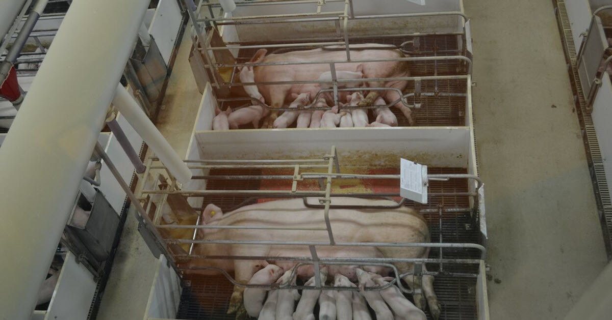 Sows in farrowing crates with newborn piglets