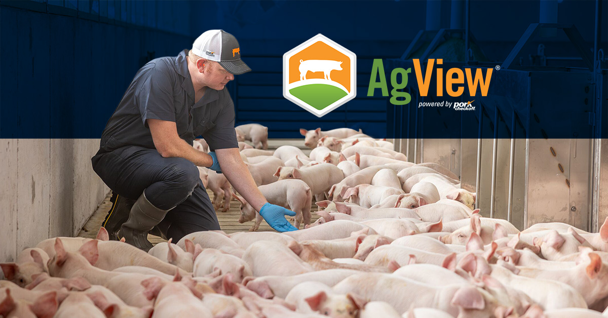 Swine producer inspecting pigs in a barn, illustrating use of AgView® for managing swine health and traceability.