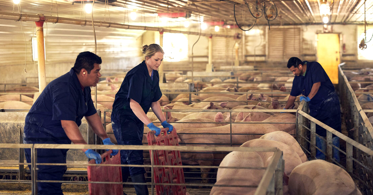 Barn workers moving pigs