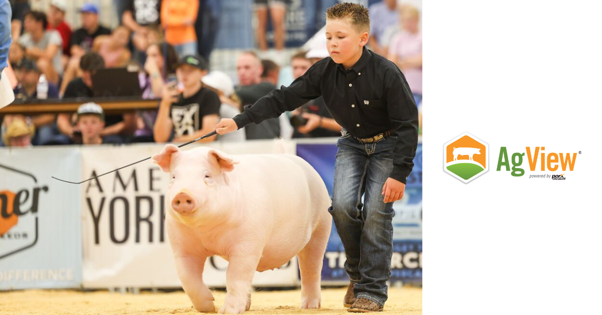 Boy showing his pig