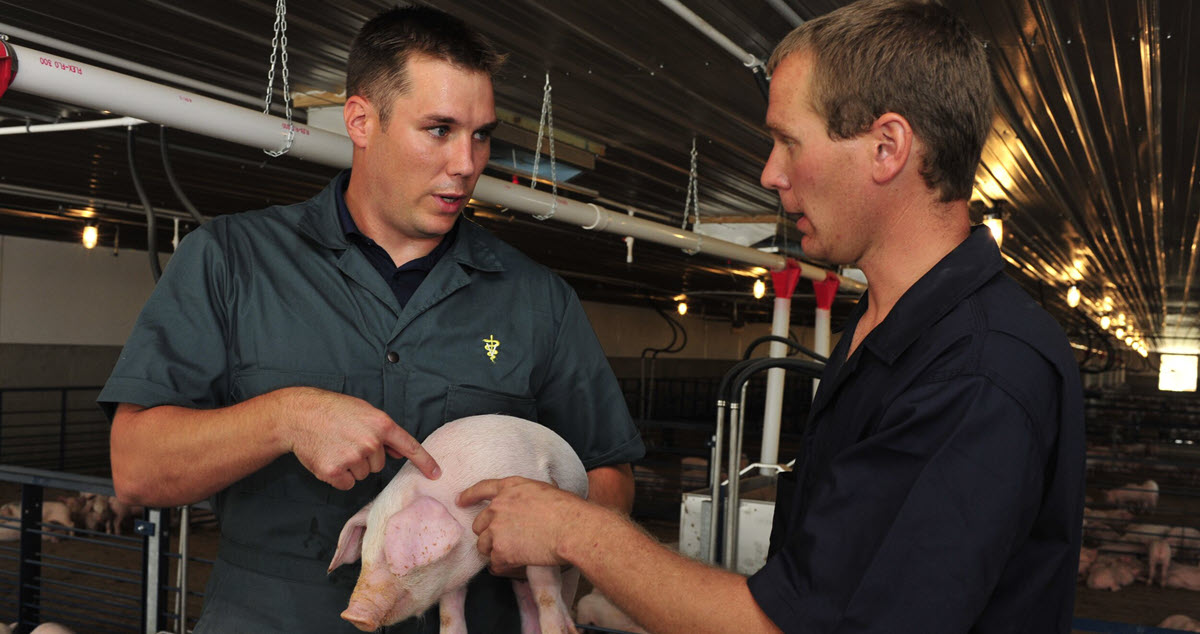 Vet explaining treatments
