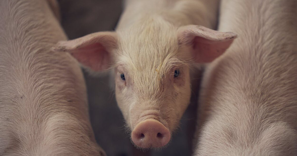 Curious pig starring at the camera