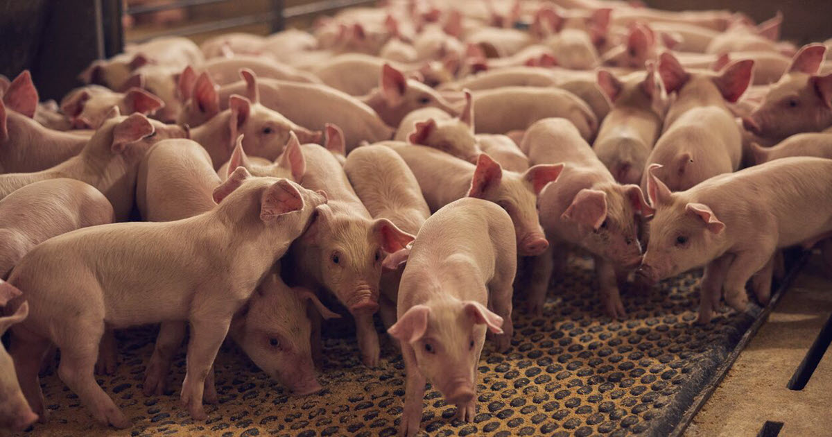 Group of piglets at Reick View Farms