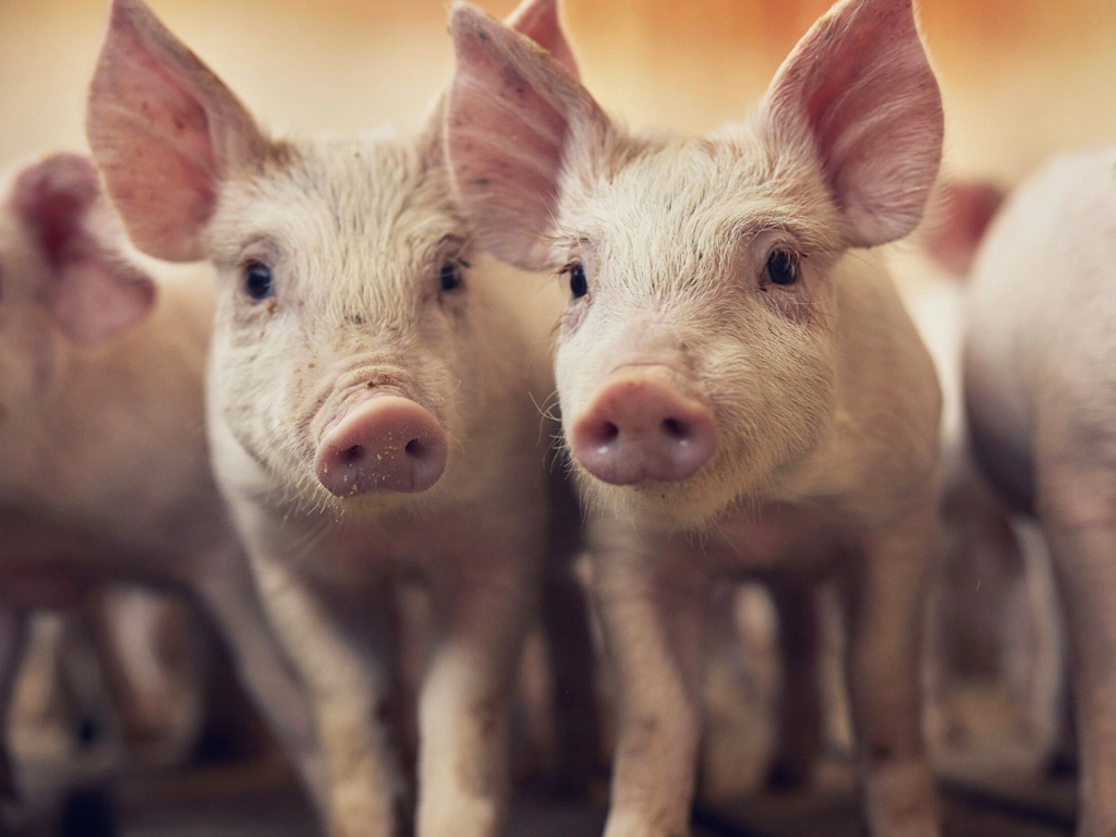 Two young pigs standing close together in a barn and facing the camera.
