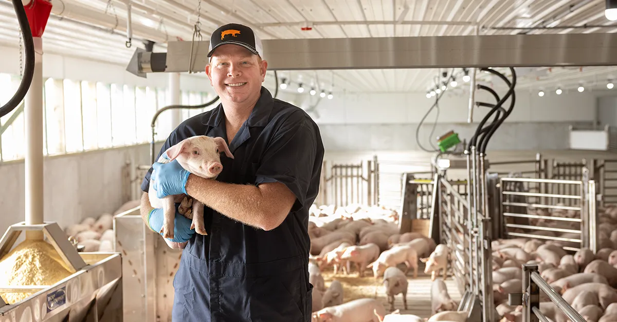 Farmer in the pig barn