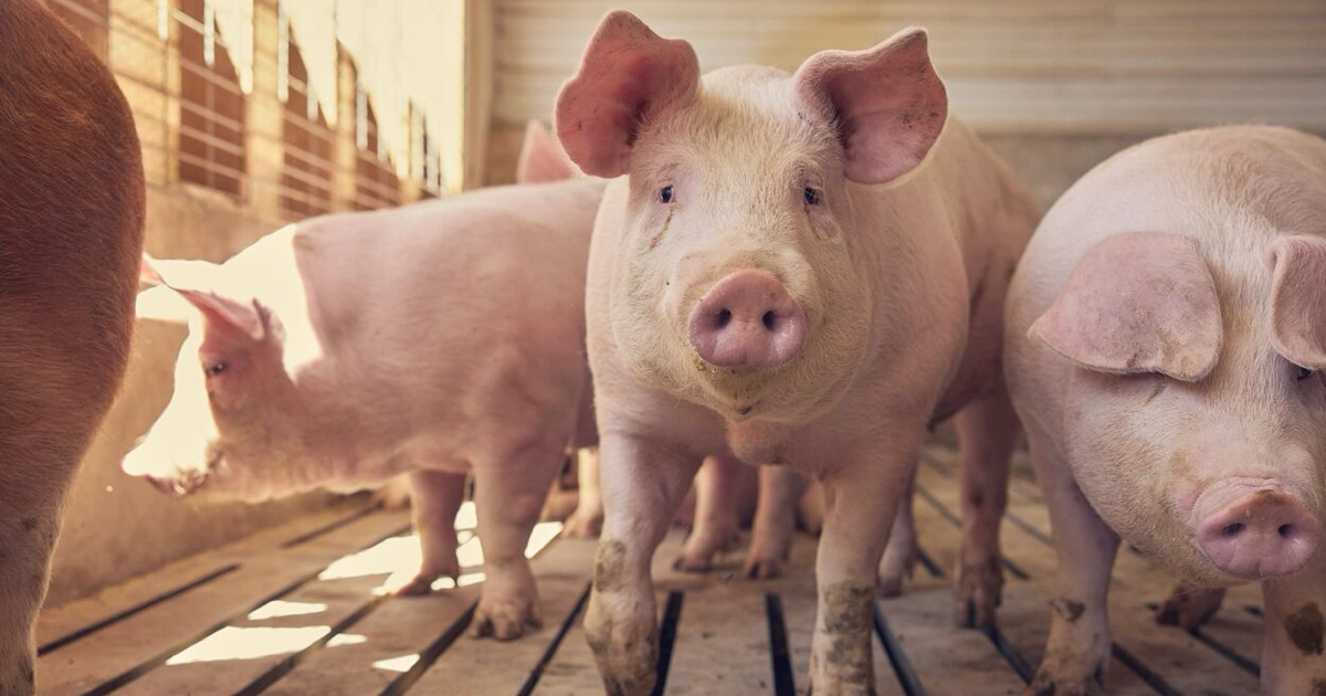 Market pig at Reick View Farms