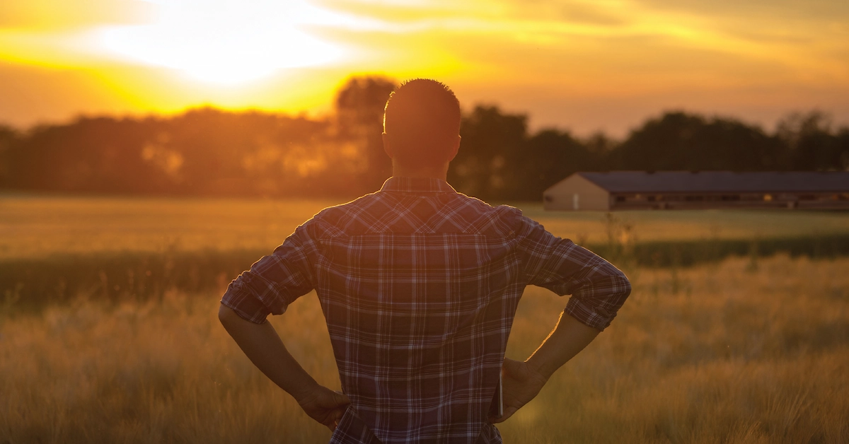 Pork producer looking over a field with the sun setting