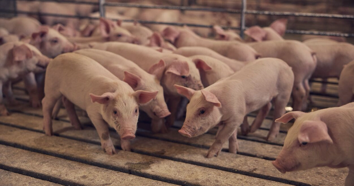 Reicks View Farms - small pigs in a pen